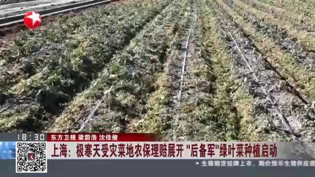 上海:极寒天受灾菜地农保理赔展开 “后备军”绿叶菜种植启动