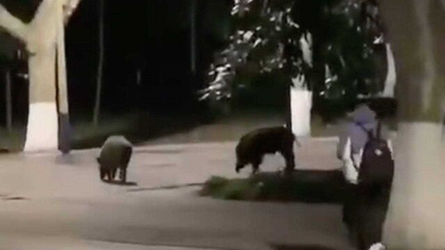 华中科技大学校园现两头野猪,在师生注视下淡定溜达