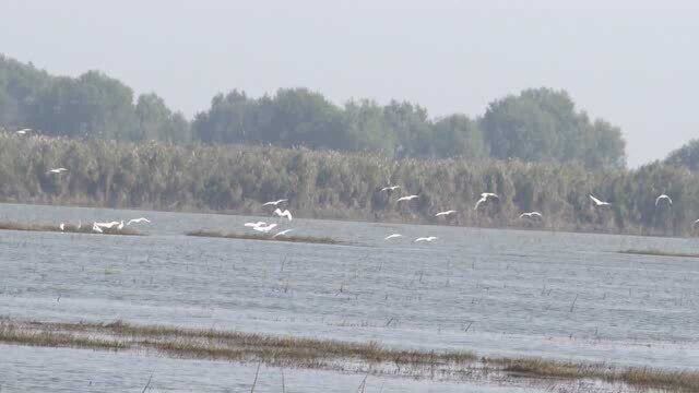 沅江市首次开展南洞庭湖鸟类监测活动