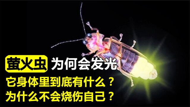 萤火虫究竟靠什么发光?原来它体内隐藏着强大“发电机”