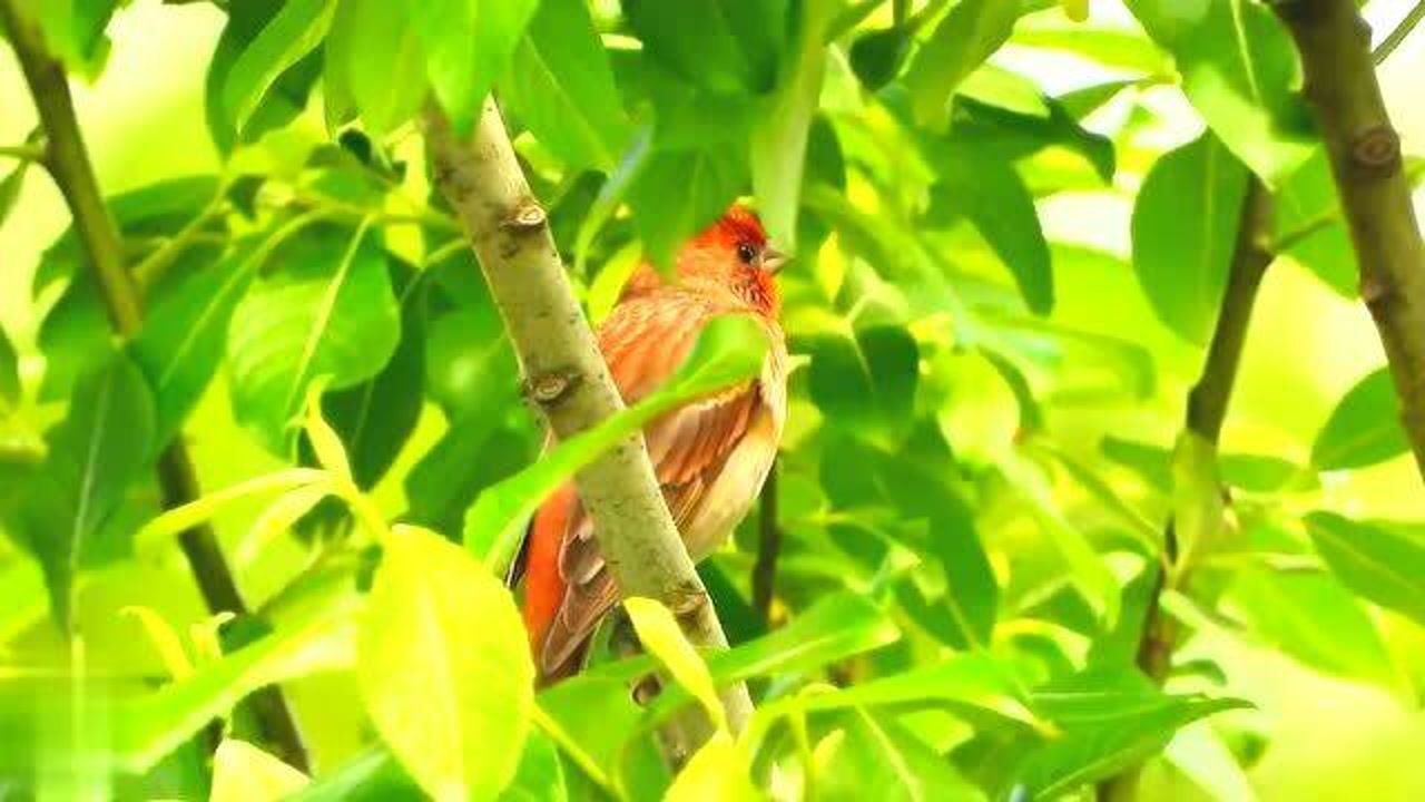 麻料鸟的叫声清脆婉转,毛色鲜红,很受人们喜爱_腾讯视频