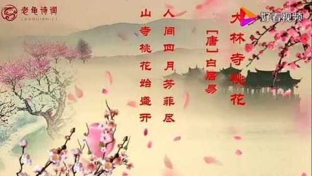 #吟诗作对#七绝.《大林寺桃花》 一一一一唐.白居易