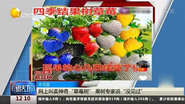 网上叫卖神奇“草莓树”果树专家说“没见过”