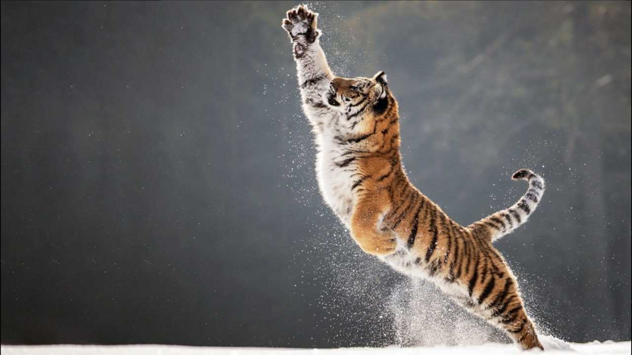 "百兽之王"老虎的跳跃力太强了