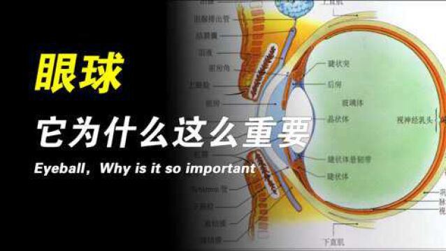 人眼球的结构都包括哪些?分别是什么作用?