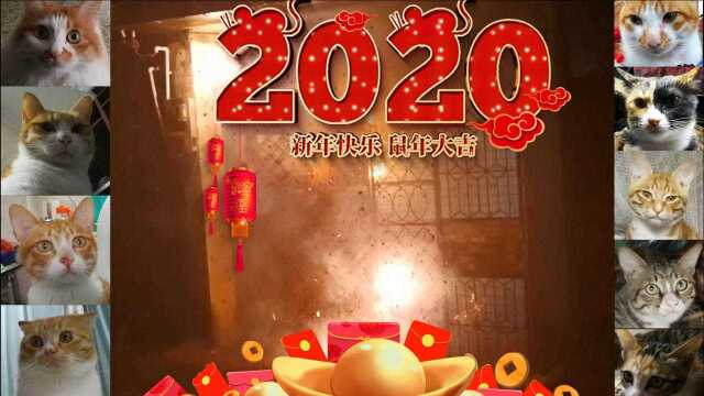 【捡猫】记录第四百四十八天,2020新年快乐!