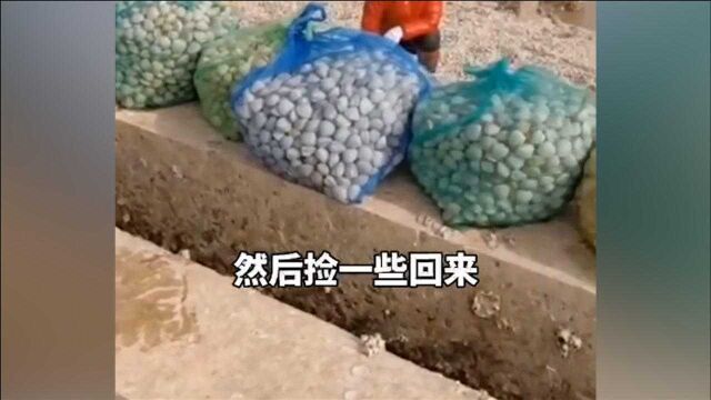 江苏连云港大量蛤蜊冲到岸上堆积成山,市民纷纷带工具捡拾