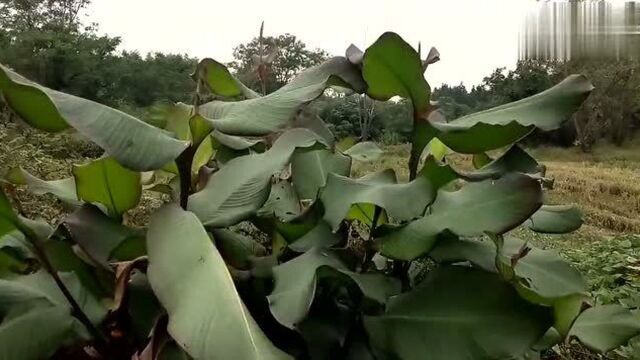 农村的一种植物,“蕉芋”你认识吗,去看看