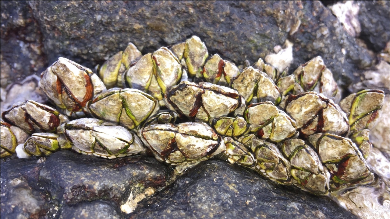 闲牛带老同学去赶海拔佛手螺,说国外要1000多一斤,这次有口福了