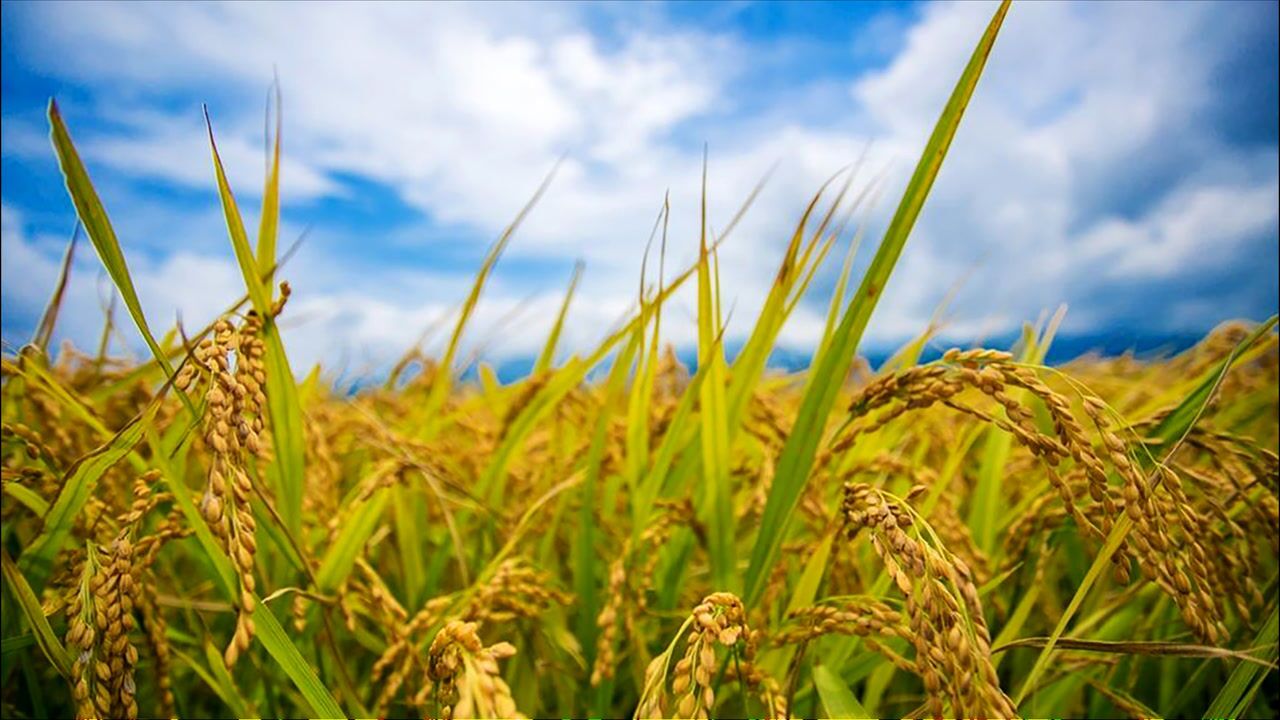 Cell｜野生稻快速从头驯化获突破_高清