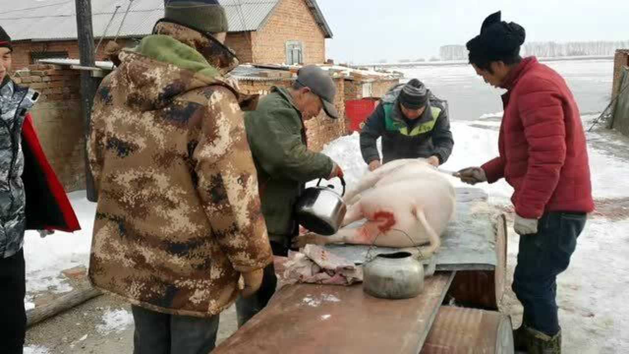 黑龙江东北农村六七个人忙活一上午这样的杀猪方法你见过吗