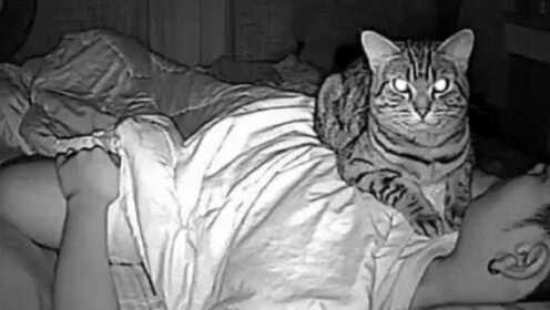 主人和猫同床共枕三年，有一天查看监控时，它对着镜头露出“邪恶微笑”！