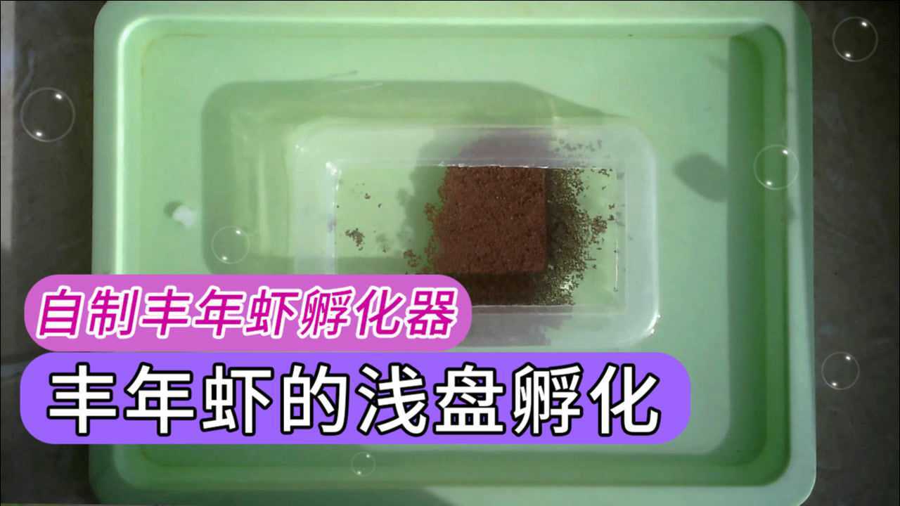 丰年虾浅盘孵化 自制丰年虾孵化器 盐水比例节约 阳台等出虾