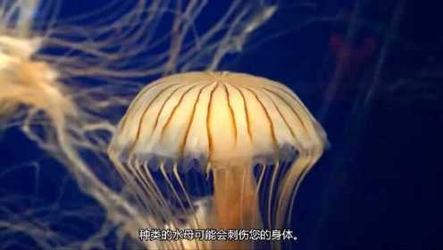 探索海洋中美丽的水母