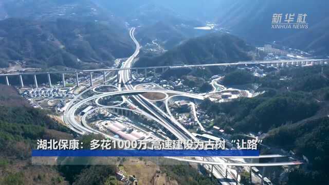 湖北保康:多花1000万 高速建设为古树“让路”