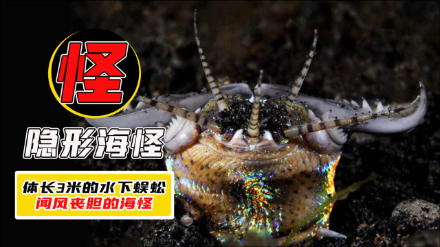 海洋变态杀手博比特虫3米长的水下蜈蚣迄今没有天敌