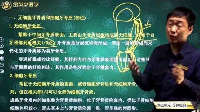 口腔组织病理学:元牙体组织,牙骨质的结构、功能及其临床意义,牙骨质位置