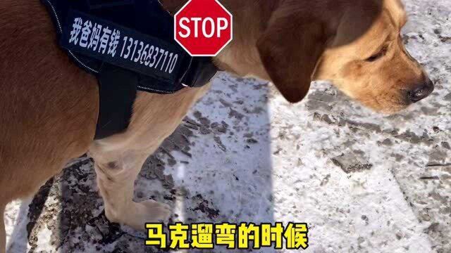 大黑狗终于找到了