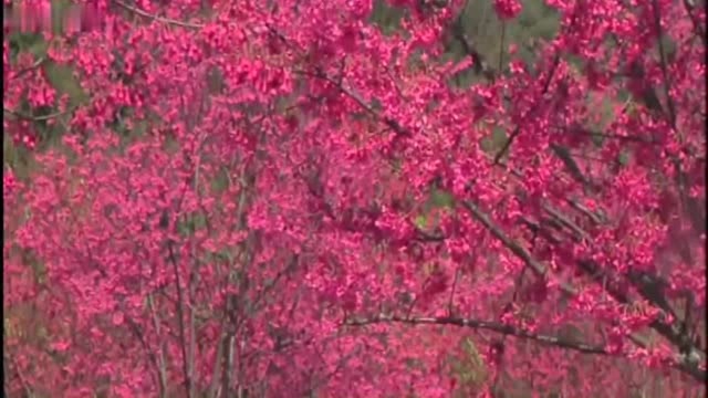 益阳东部新区:“红樱大道”花开早 引得游客来踏青