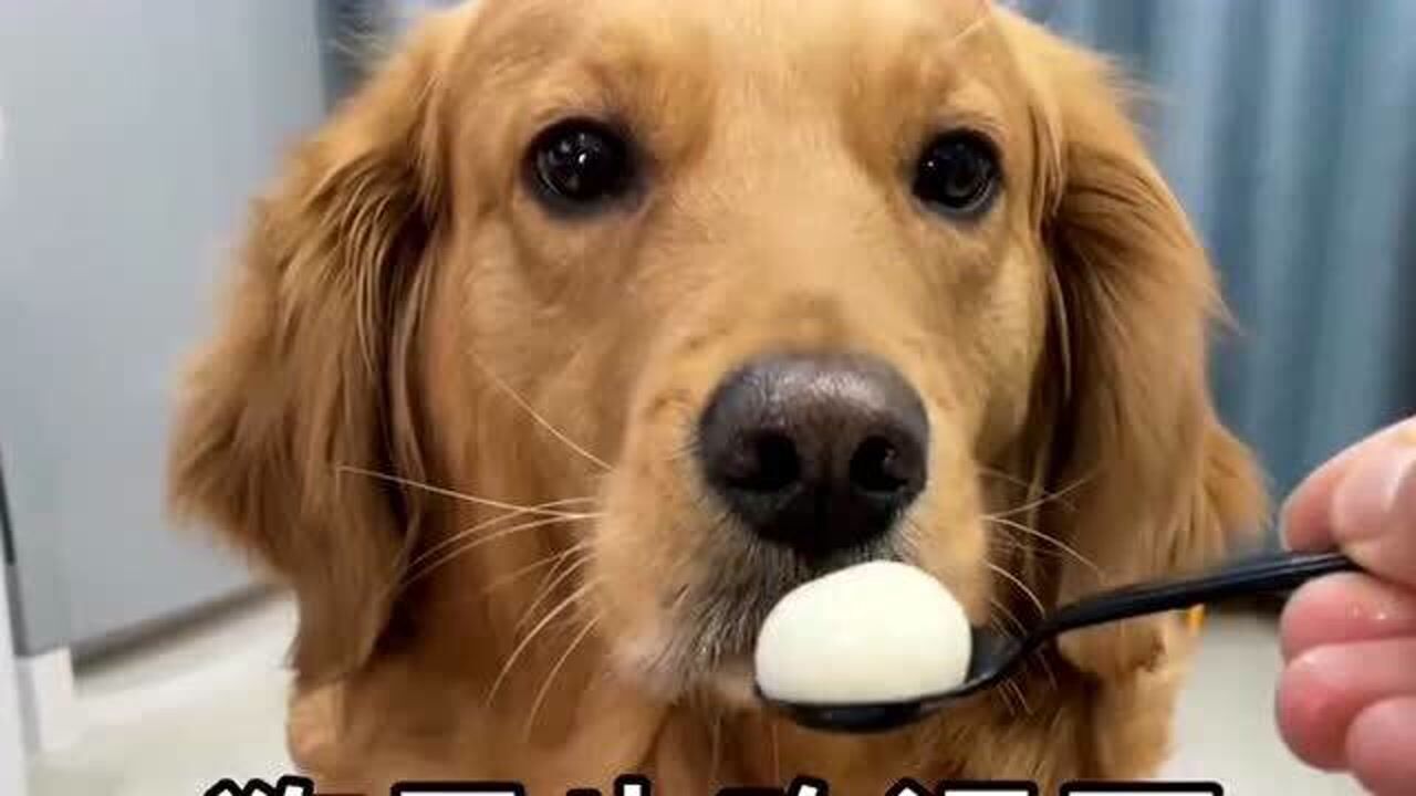 元宵节给狗子也来个汤圆给它喂到嘴里的表情也太可爱了眉毛不停的挑逗