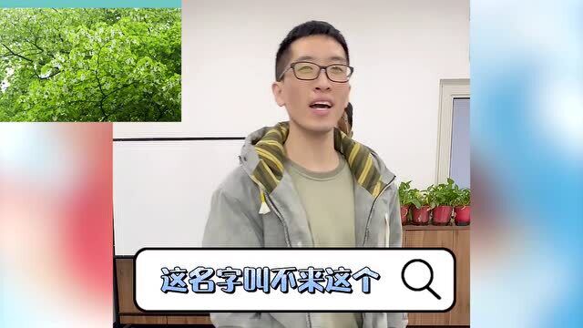 看图猜树木,你能说出这些树的名字吗?