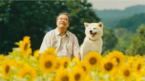 日本高分催泪电影，狗狗不知主人去世，一直找食物给主人