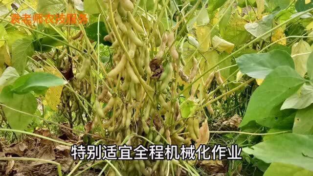 这个超高产大豆新品种,连续多年亩产都超过600斤