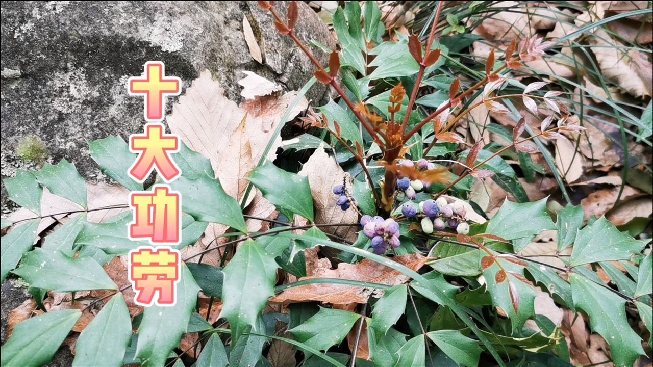 贵州常见的十大功劳又叫老水刺,叶片上的刺很尖,药用价值也很高