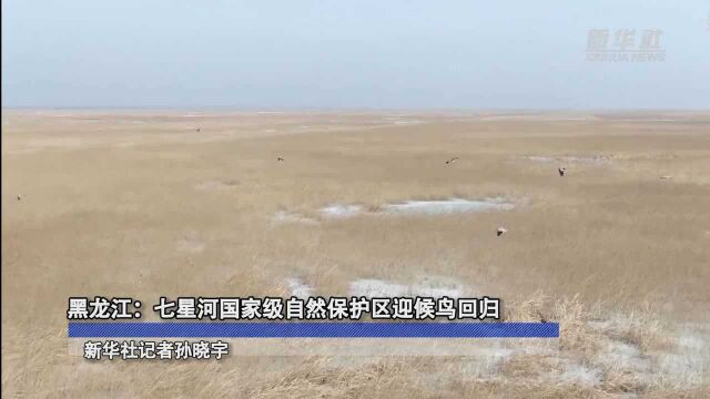 黑龙江:七星河国家级自然保护区迎候鸟回归