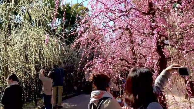 「赏樱季」粉红樱花欣赏