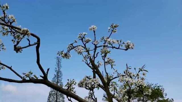 春天的田野,随处都是美丽的风景