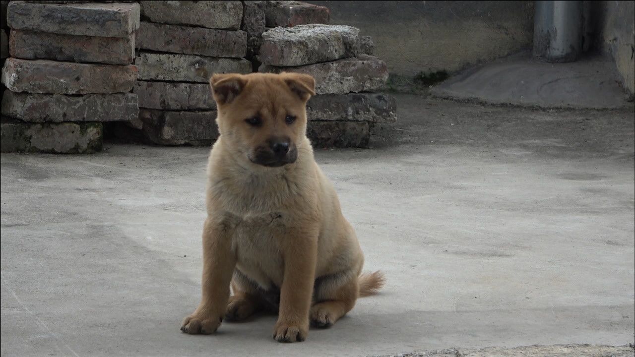 中华田园犬大骨架大头版胆量十足养着它都能给你长脸面