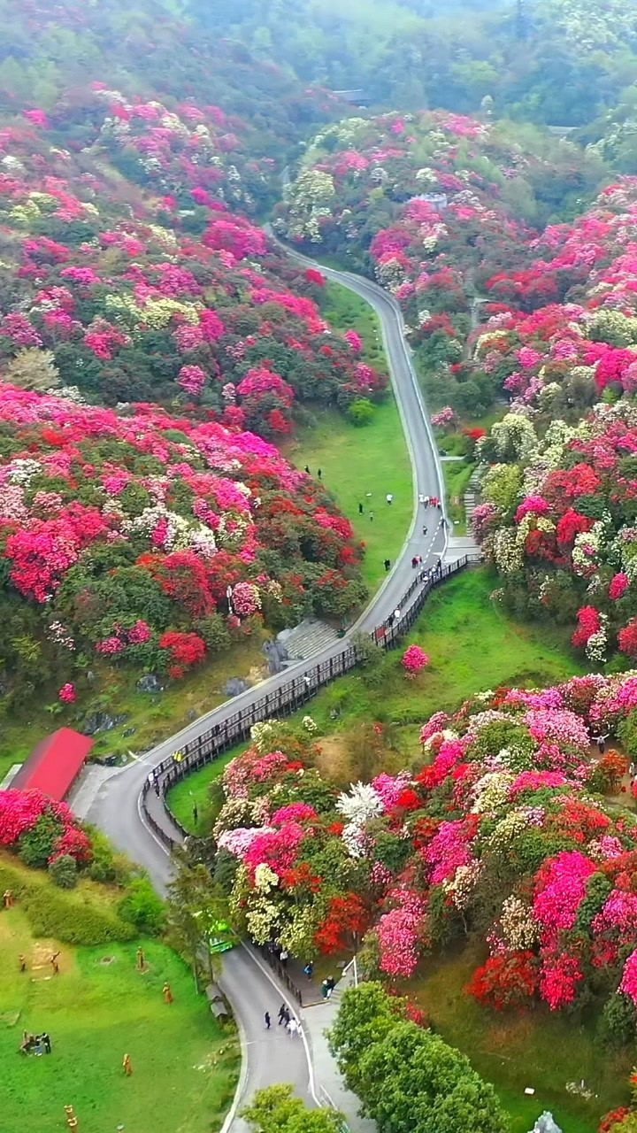 全世界最大原始杜鹃花园毕节百里杜鹃绵延上百里3月25到4月15最佳你最