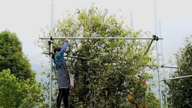 云南困鹿山千年古树茶头春开采,鲜叶每公斤最高超万元