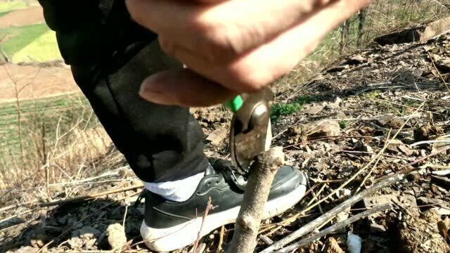 毛桃木,利用腹接手法嫁接一棵黄肉李子,成活率高的不敢想像,基本操作无失败