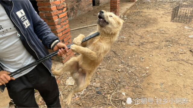 实拍狗贩子进村抓狗,狗狗被痛苦的夹住脖子,看着让人泪目