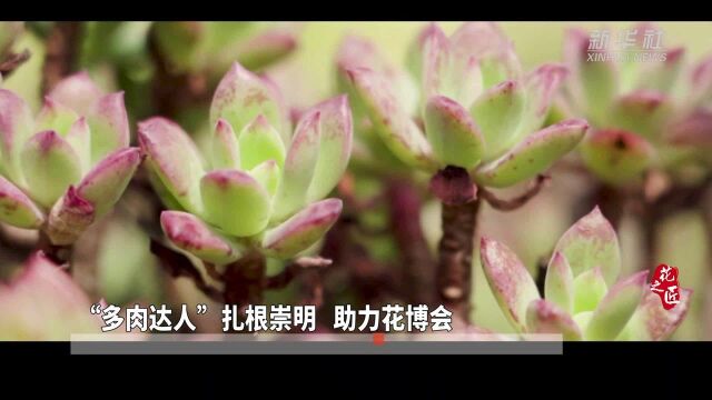 崇明花博会|“多肉达人”扎根崇明 助力花博会