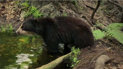 眼镜熊能够在南美安第斯山脉高处生活，不愧是进化造就的专家！
