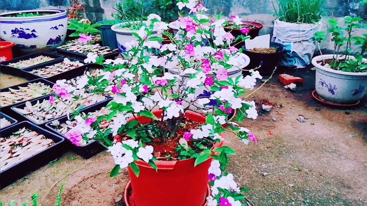 双色茉莉的修剪,有什么不同之处呢?一起来看下吧_腾讯视频