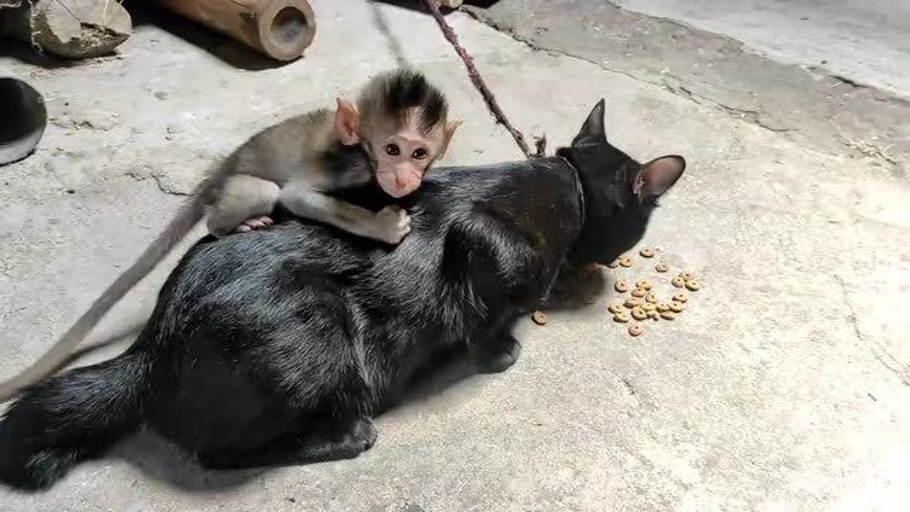 印尼断尾者:顺序混乱的视频07