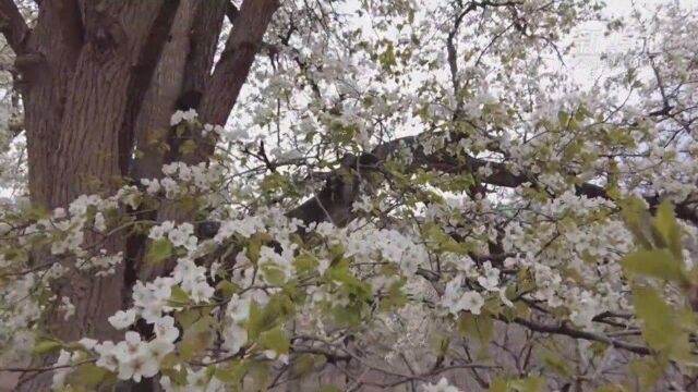 黄河古村梨花美景引客来