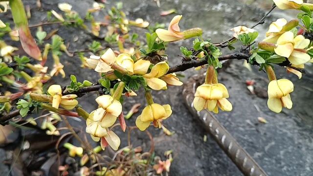 红头黄花雀,枝头聚成堆