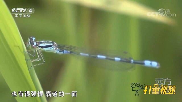 雄蜻蜓与雌蜻蜓的交尾十分有难度,雄蜻蜓展示霸道一面