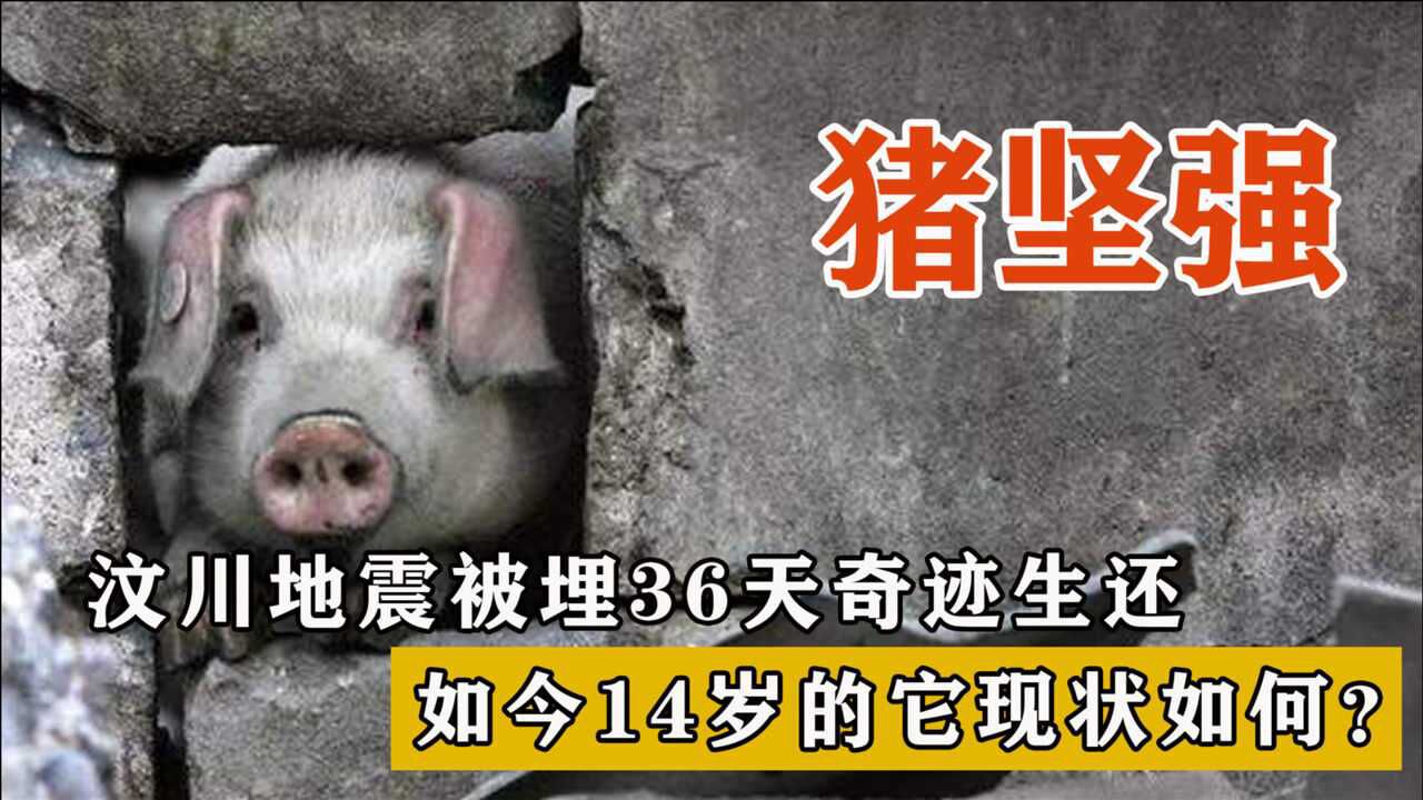 猪坚强汶川地震图片