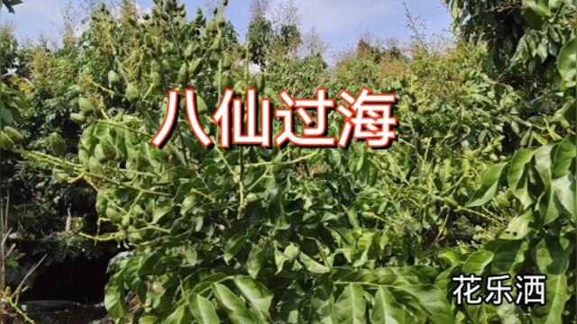 民间故事巜八仙过海》