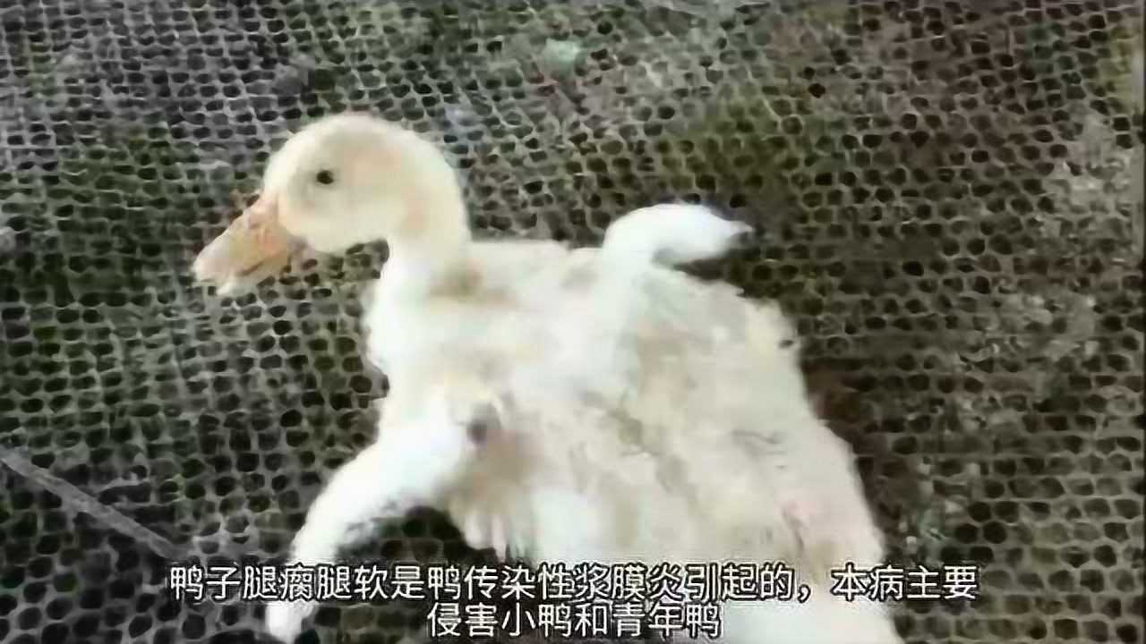 鸭子腿瘸腿关节肿胀小鸭子腿瘸了怎么回事鸭子瘸腿是什么原因引起的鸭子瘸腿是什么原因小鸭子的脚瘸了怎么办鸭子走路瘸是什么病_高清1080P在线观看 ...