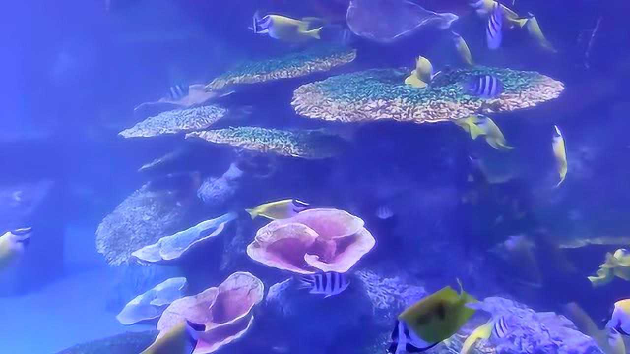 沧州水世界海洋馆五一盛大开业