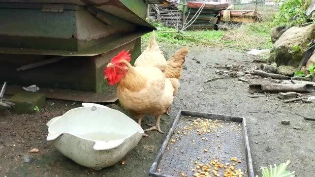 农村奶奶常年养鸡,这方法不生病不得鸡瘟,下蛋多,只因多加一样食物