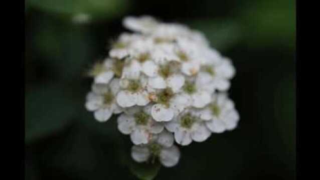 小区里的植物之麻叶线秀菊