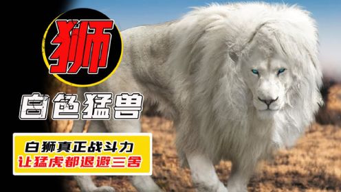 白狮是怎么形成的？在狮群里地位有多高？战斗力秒杀老虎！#鹅创剪辑大赏 第二阶段#
